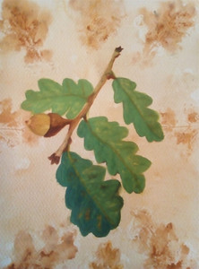 Christine P, Acorns, watercolour, 10.20.jpg